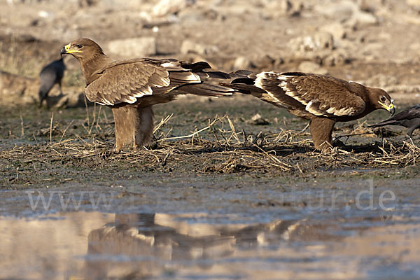 Steppenadler (Aquila nipalensis)