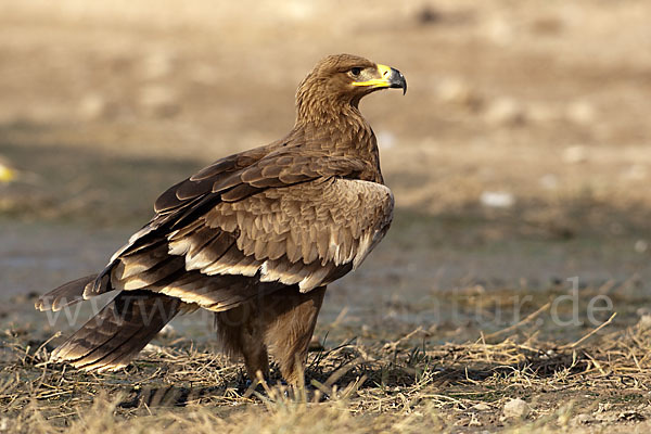 Steppenadler (Aquila nipalensis)