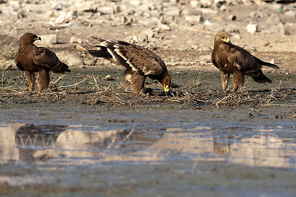 Steppenadler (Aquila nipalensis)