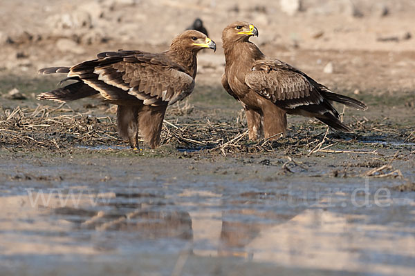 Steppenadler (Aquila nipalensis)