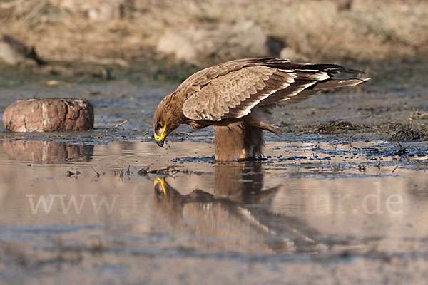 Steppenadler (Aquila nipalensis)