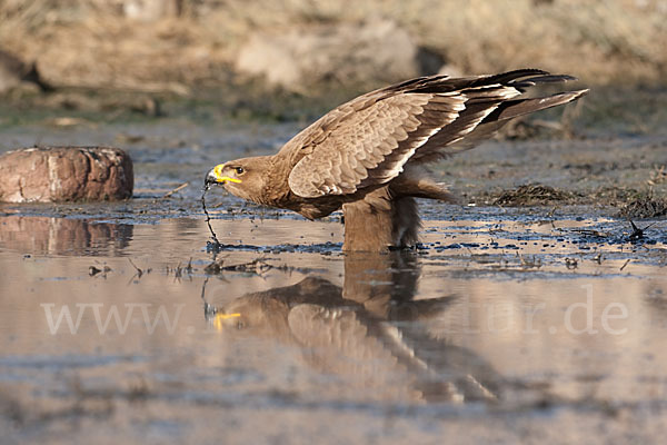 Steppenadler (Aquila nipalensis)