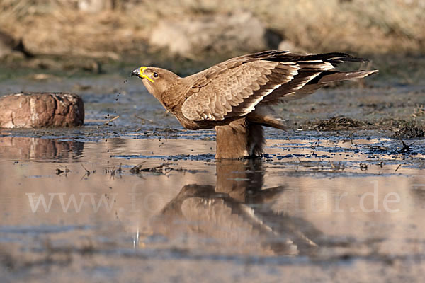 Steppenadler (Aquila nipalensis)