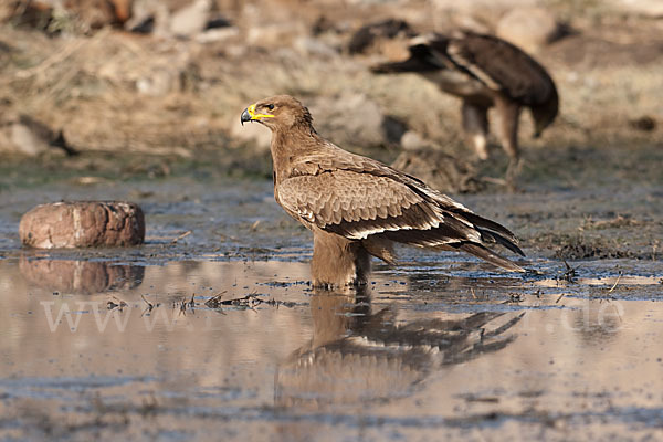 Steppenadler (Aquila nipalensis)