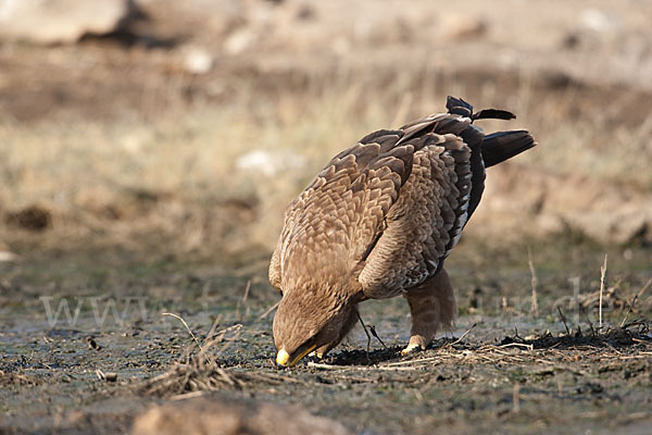 Steppenadler (Aquila nipalensis)