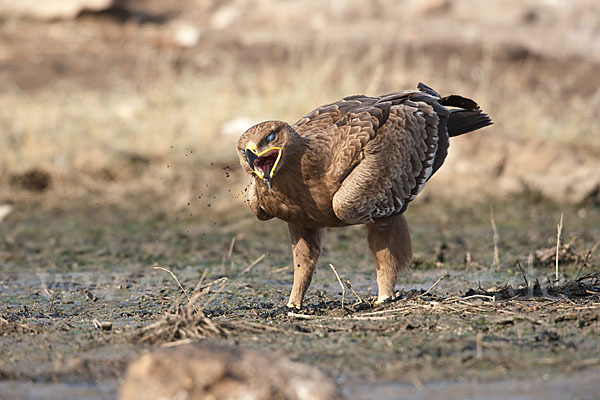 Steppenadler (Aquila nipalensis)