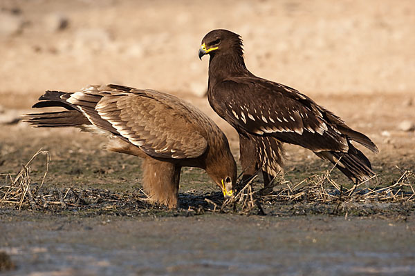 Steppenadler (Aquila nipalensis)