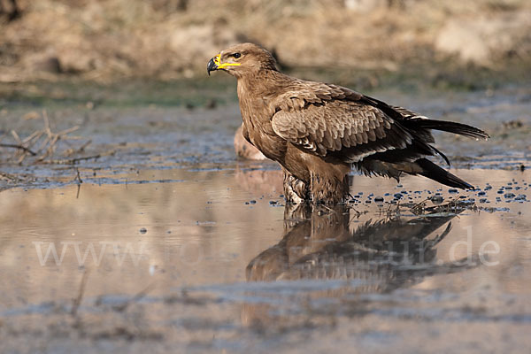 Steppenadler (Aquila nipalensis)