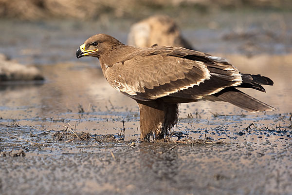 Steppenadler (Aquila nipalensis)