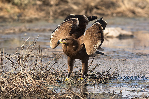 Steppenadler (Aquila nipalensis)