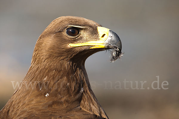 Steppenadler (Aquila nipalensis)