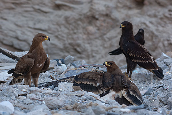 Steppenadler (Aquila nipalensis)