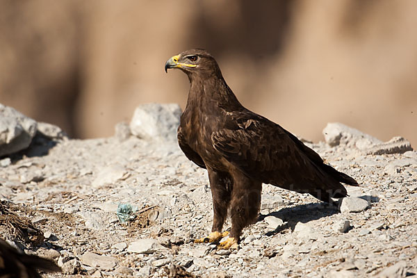 Steppenadler (Aquila nipalensis)