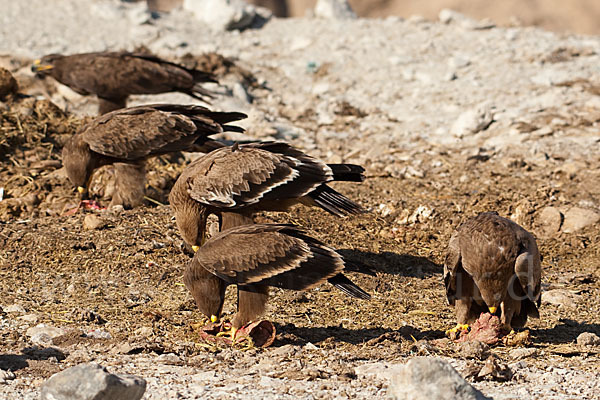 Steppenadler (Aquila nipalensis)