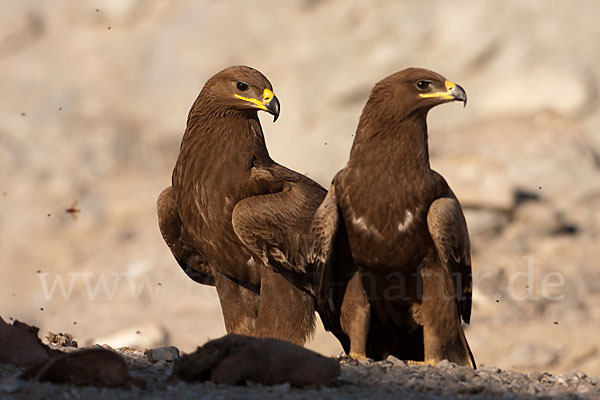 Steppenadler (Aquila nipalensis)