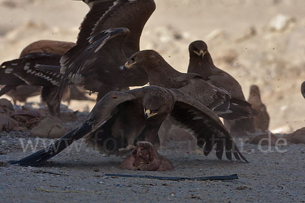 Steppenadler (Aquila nipalensis)