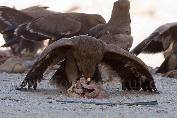 Steppenadler (Aquila nipalensis)