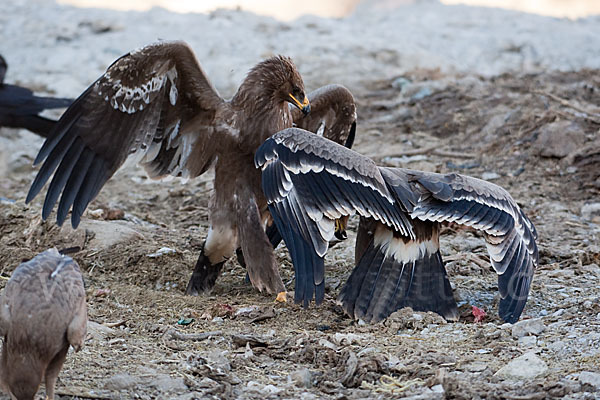 Steppenadler (Aquila nipalensis)