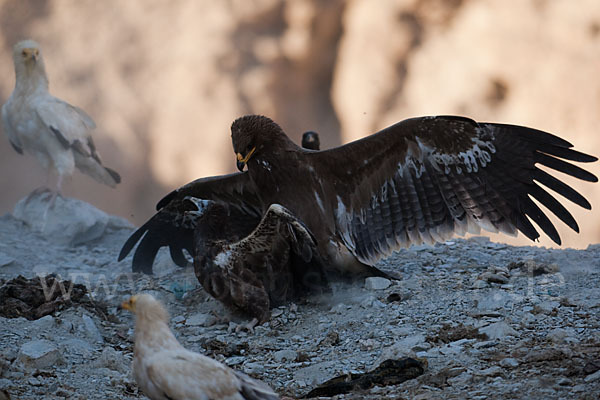 Steppenadler (Aquila nipalensis)