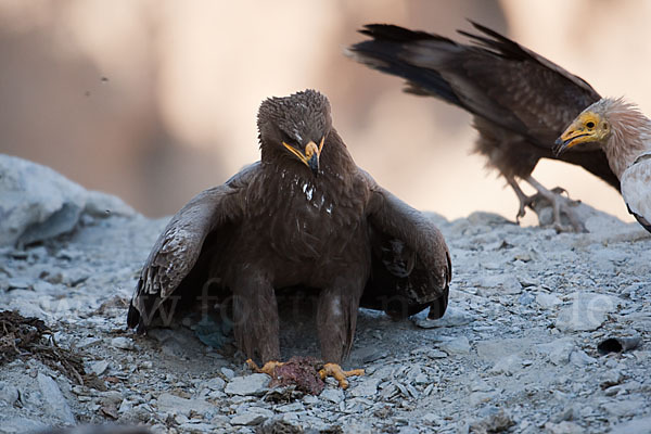 Steppenadler (Aquila nipalensis)