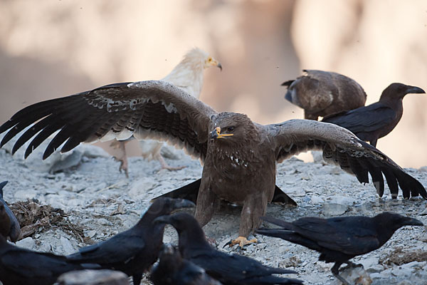 Steppenadler (Aquila nipalensis)