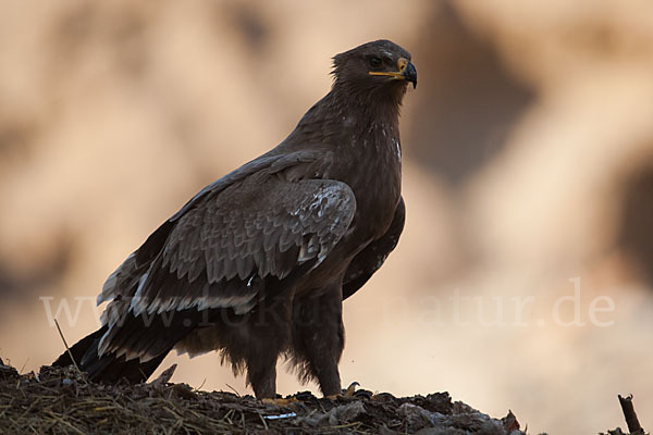 Steppenadler (Aquila nipalensis)