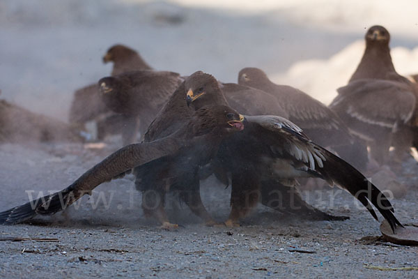 Steppenadler (Aquila nipalensis)