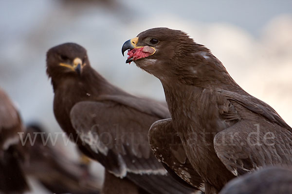 Steppenadler (Aquila nipalensis)