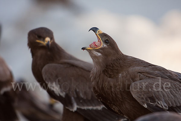 Steppenadler (Aquila nipalensis)