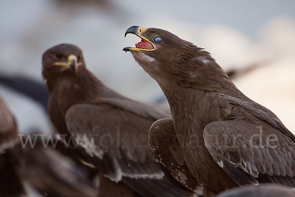 Steppenadler (Aquila nipalensis)