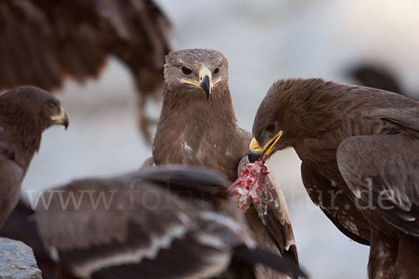 Steppenadler (Aquila nipalensis)