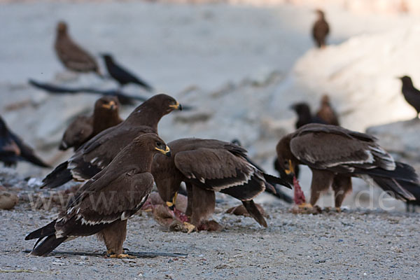 Steppenadler (Aquila nipalensis)