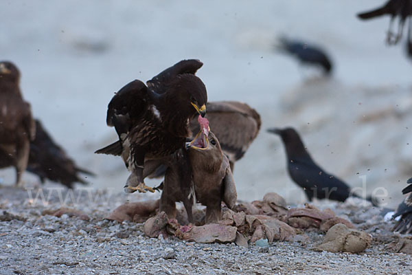 Steppenadler (Aquila nipalensis)