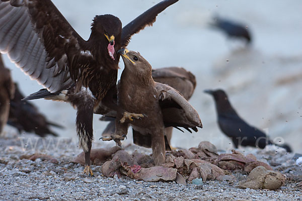 Steppenadler (Aquila nipalensis)