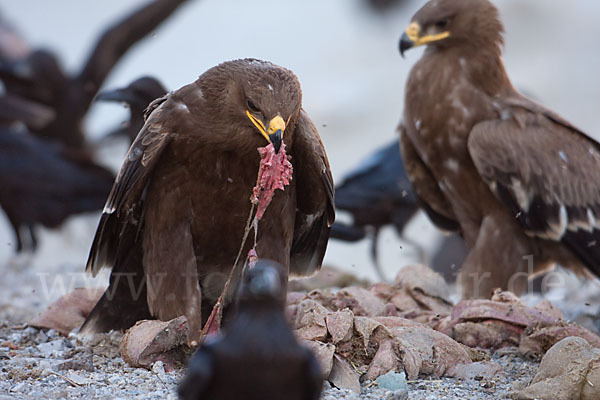 Steppenadler (Aquila nipalensis)