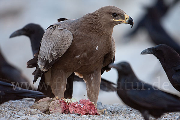 Steppenadler (Aquila nipalensis)