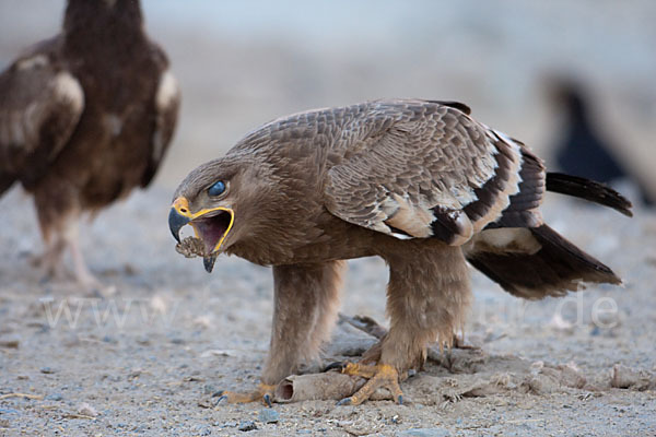 Steppenadler (Aquila nipalensis)