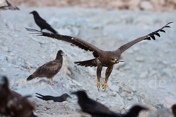 Steppenadler (Aquila nipalensis)