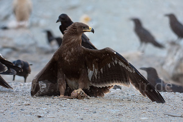 Steppenadler (Aquila nipalensis)