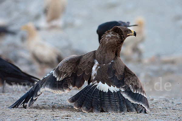 Steppenadler (Aquila nipalensis)