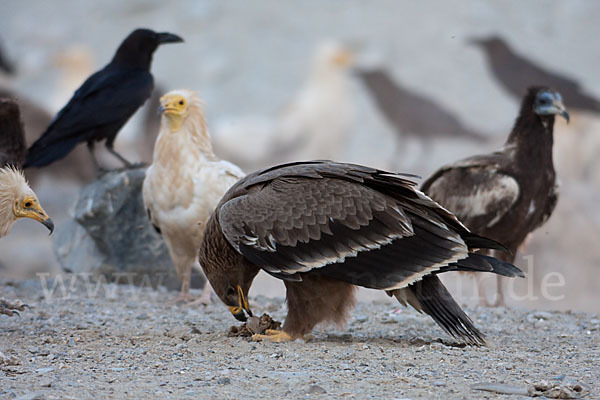 Steppenadler (Aquila nipalensis)