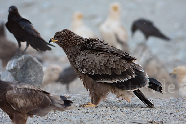 Steppenadler (Aquila nipalensis)