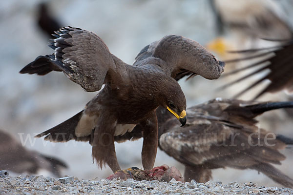 Steppenadler (Aquila nipalensis)