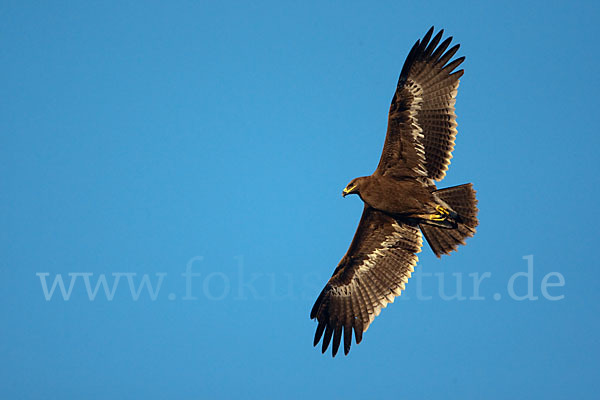 Steppenadler (Aquila nipalensis)