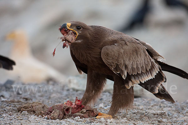 Steppenadler (Aquila nipalensis)