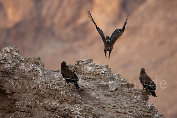 Steppenadler (Aquila nipalensis)