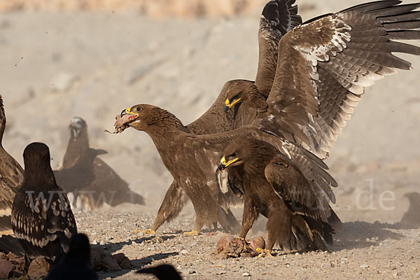 Steppenadler (Aquila nipalensis)