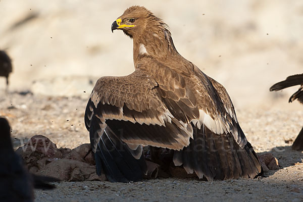 Steppenadler (Aquila nipalensis)