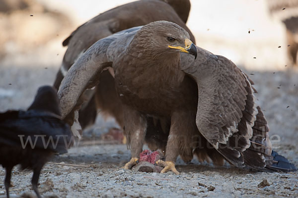 Steppenadler (Aquila nipalensis)