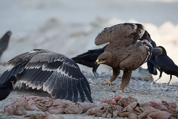 Steppenadler (Aquila nipalensis)